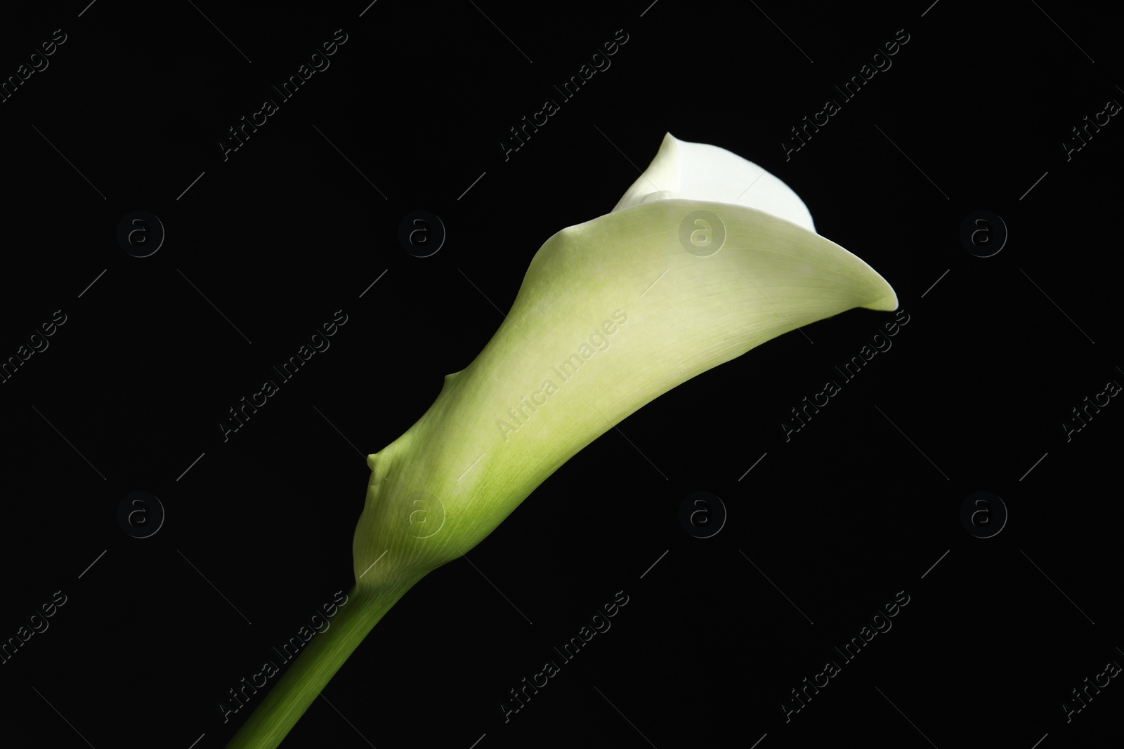 Photo of Beautiful calla lily flower on black background