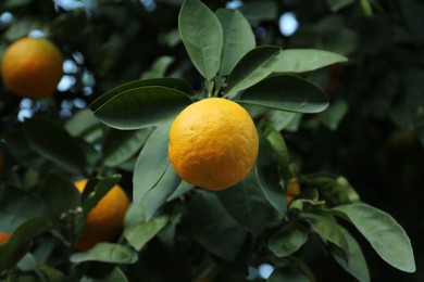 Photo of Fresh ripe orange growing on tree, closeup