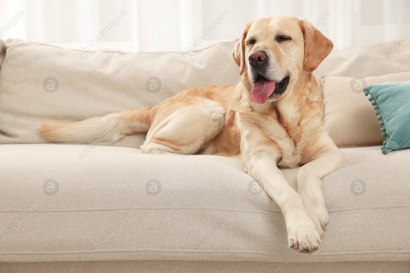 Photo of Cute Golden Labrador Retriever on couch in living room