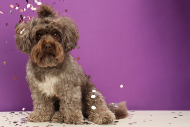Photo of Cute Maltipoo dog and confetti on white table against violet background, space for text. Lovely pet