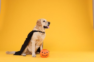 Photo of Cute Labrador Retriever dog in black cloak with Halloween bucket on orange background. Space for text