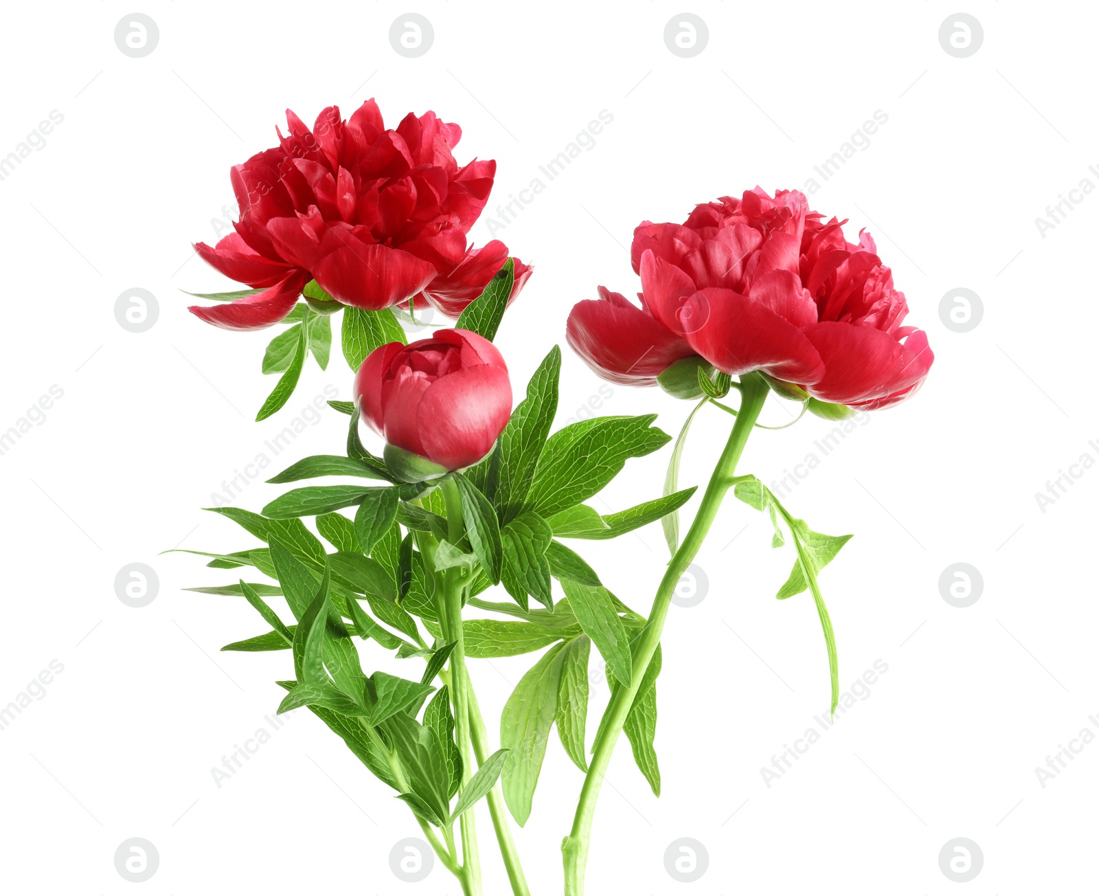 Photo of Beautiful blooming peony flowers on white background