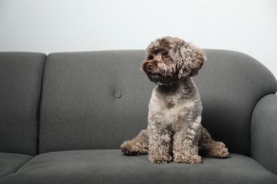 Photo of Cute Maltipoo dog on sofa indoors, space for text. Lovely pet