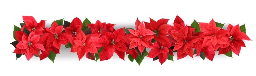 Christmas traditional Poinsettia flowers on white background, top view. Banner design 