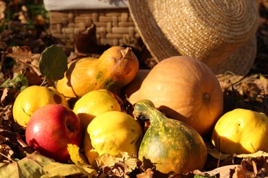 Photo of Ripe pumpkins, fruits and straw hat on fallen leaves outdoors