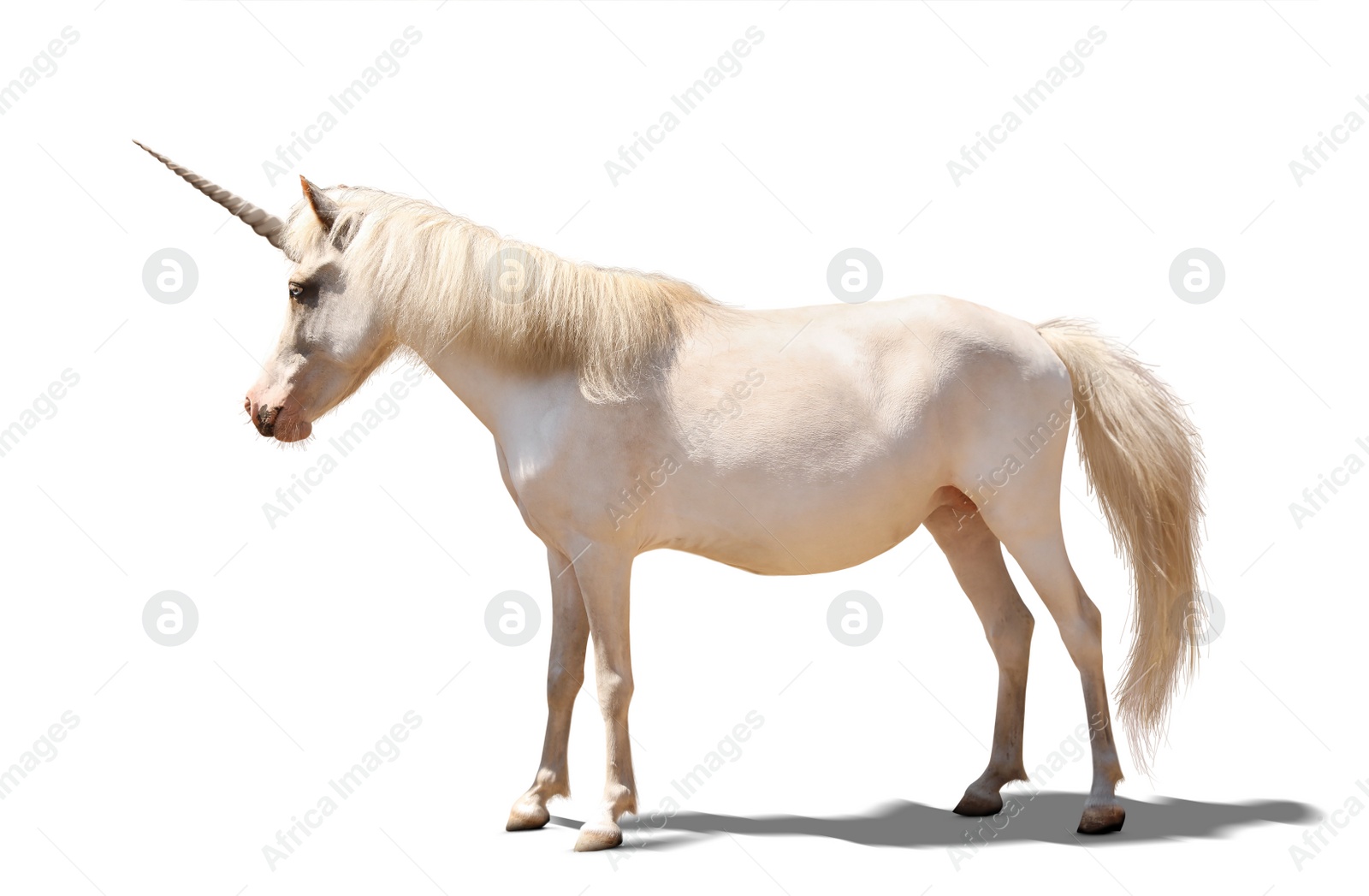 Image of Amazing unicorn with beautiful mane on white background