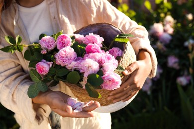 Woman holding wicker basket with beautiful tea roses in garden, closeup