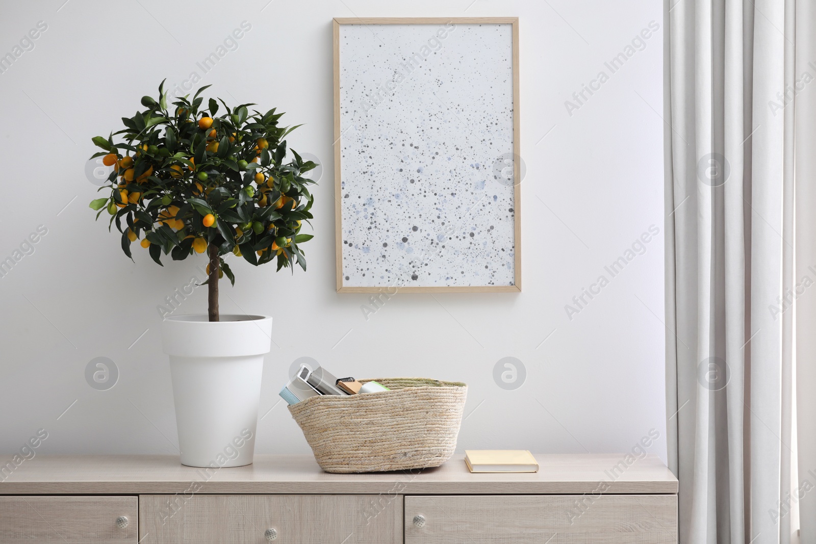 Photo of Potted kumquat tree with ripening fruits indoors. Interior design