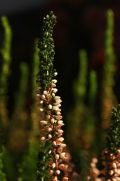 Heather twigs with beautiful flowers on blurred background, closeup