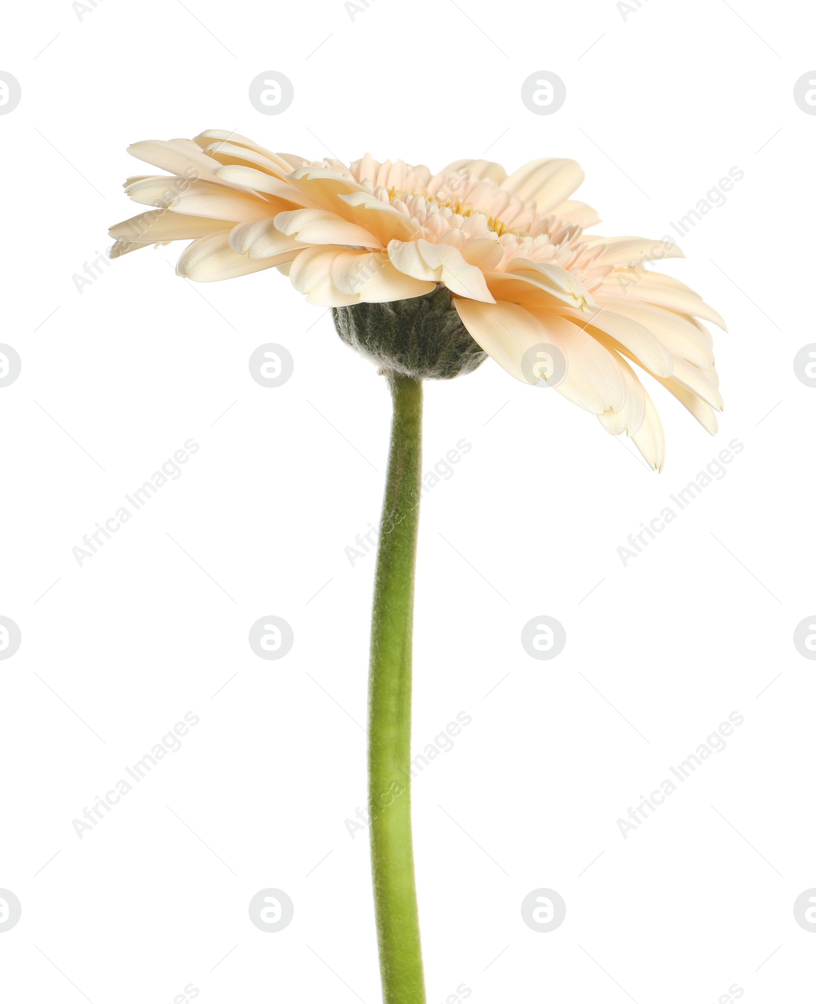 Photo of Beautiful beige gerbera flower isolated on white