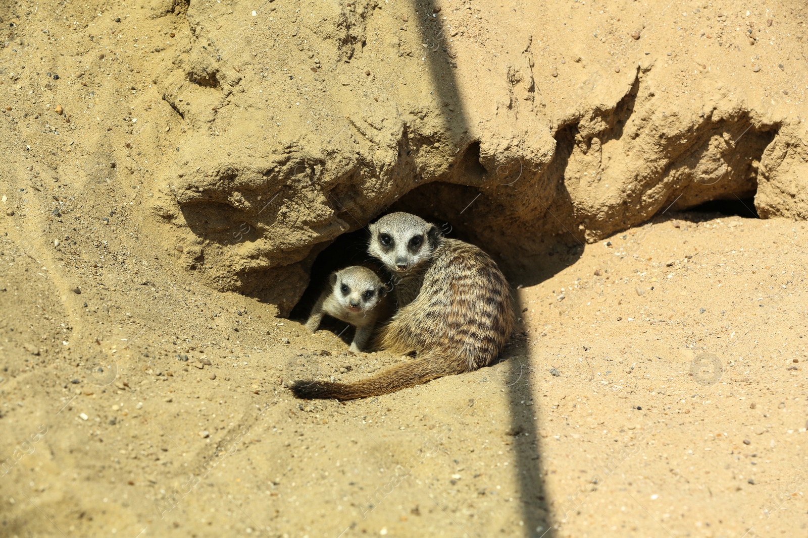 Photo of Cute meerkats at enclosure in zoo on sunny day