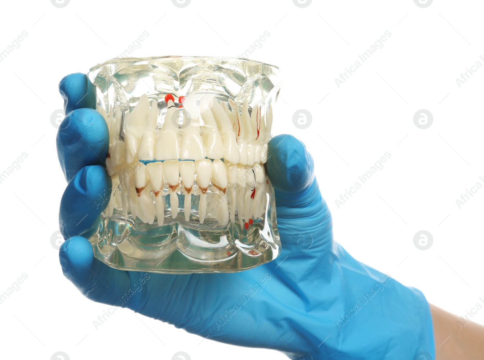 Photo of Dentist holding educational model of oral cavity with teeth on white background