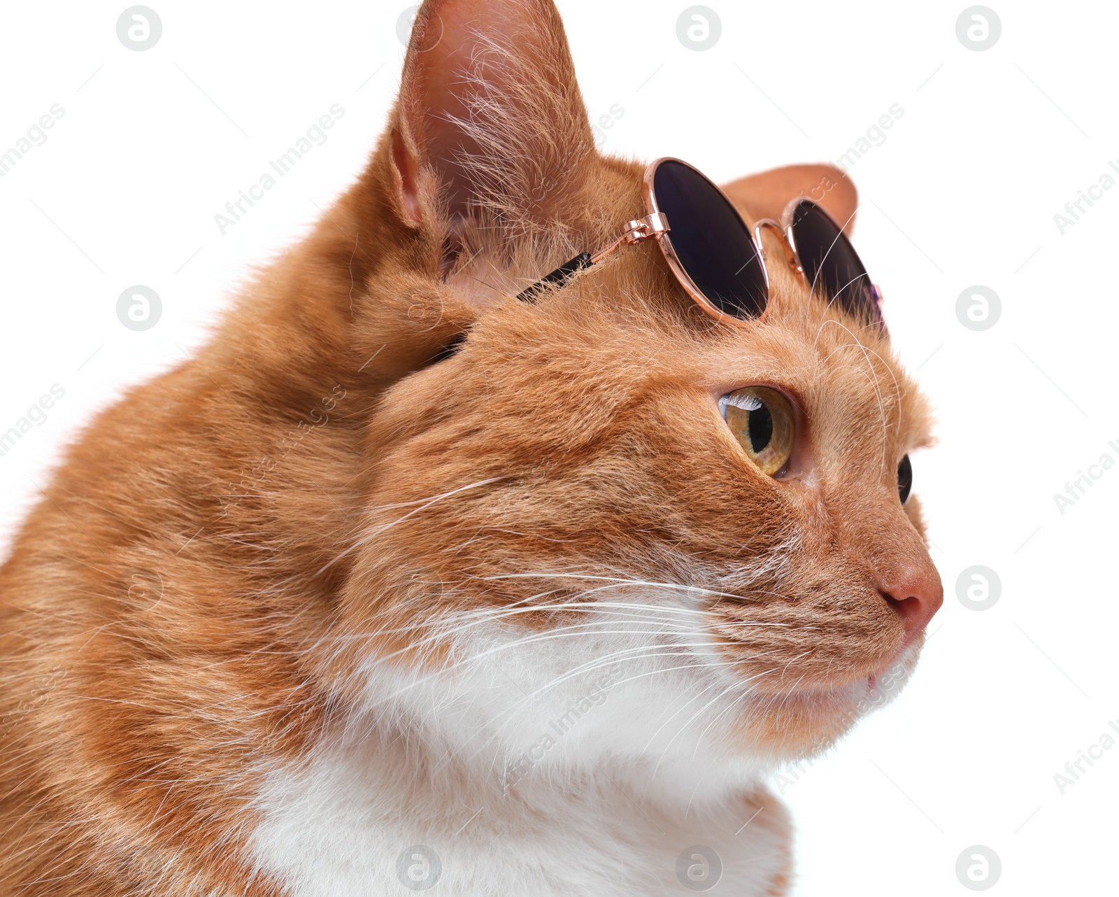 Photo of Cute ginger cat with stylish sunglasses on white background, closeup
