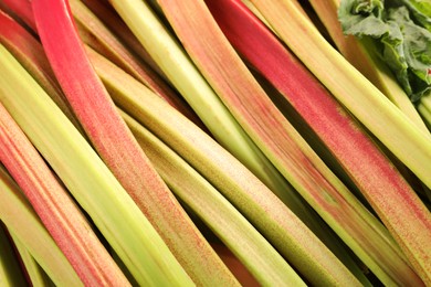 Many ripe rhubarb stalks as background, closeup