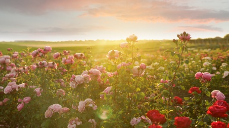 Photo of Bushes with beautiful roses outdoors on sunny day