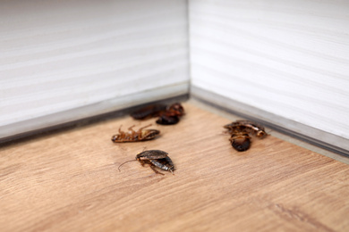 Photo of Cockroaches on wooden floor in corner, closeup. Pest control