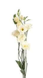 Photo of Beautiful fresh Eustoma flowers isolated on white