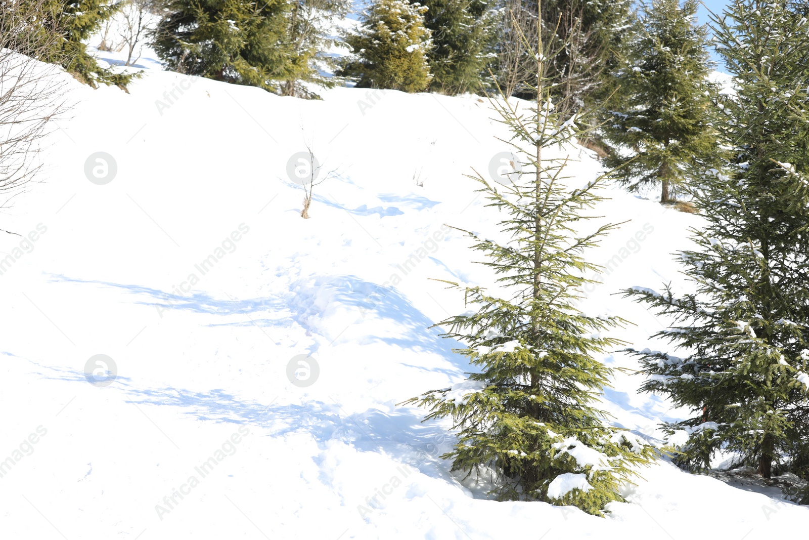 Photo of Beautiful view of conifer forest on snowy winter day