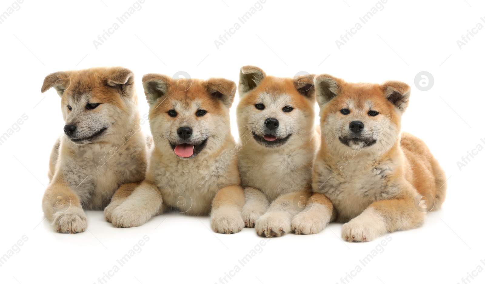 Photo of Cute akita inu puppies isolated on white