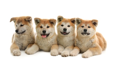 Cute akita inu puppies isolated on white