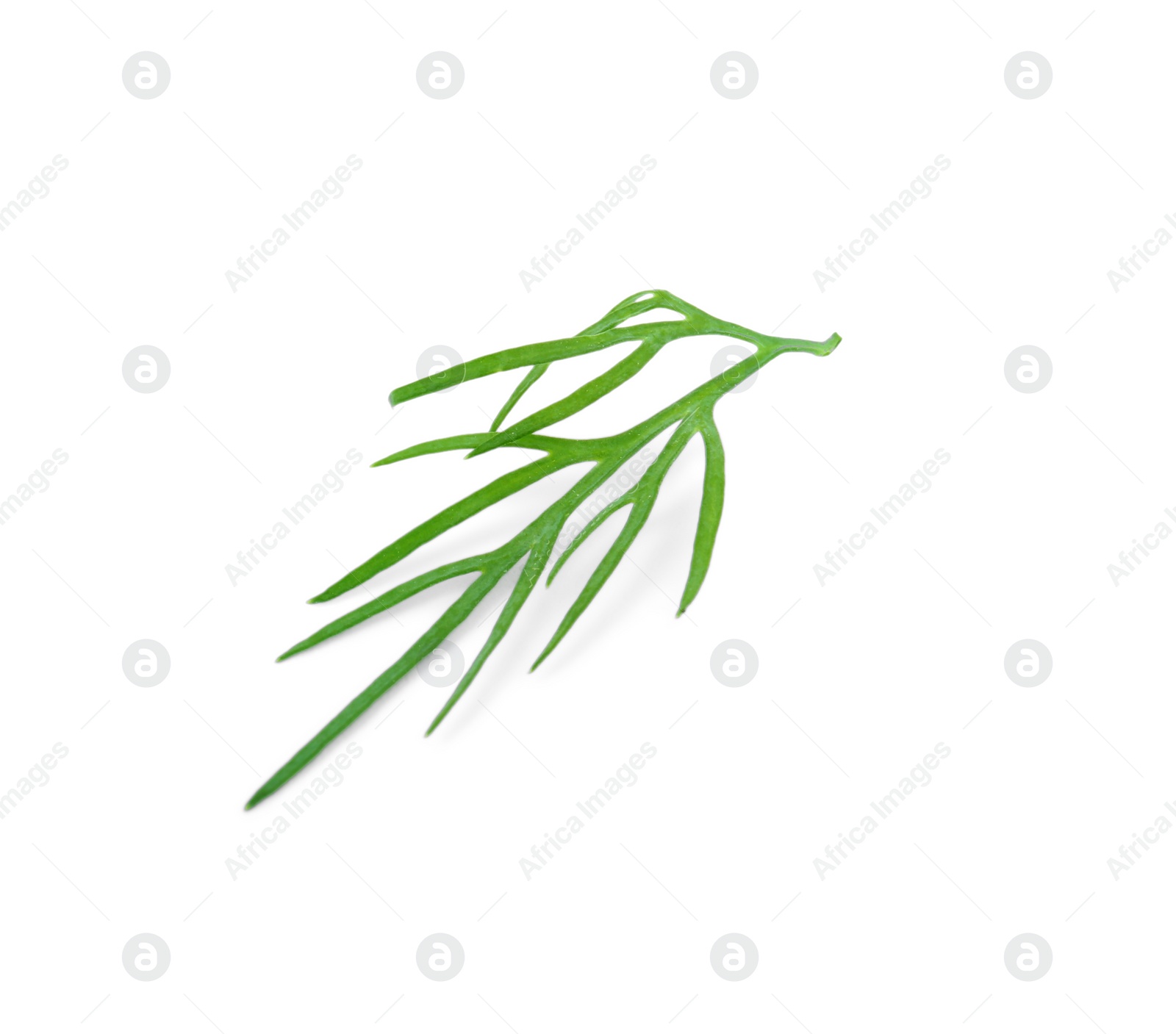 Photo of Sprig of fresh dill isolated on white