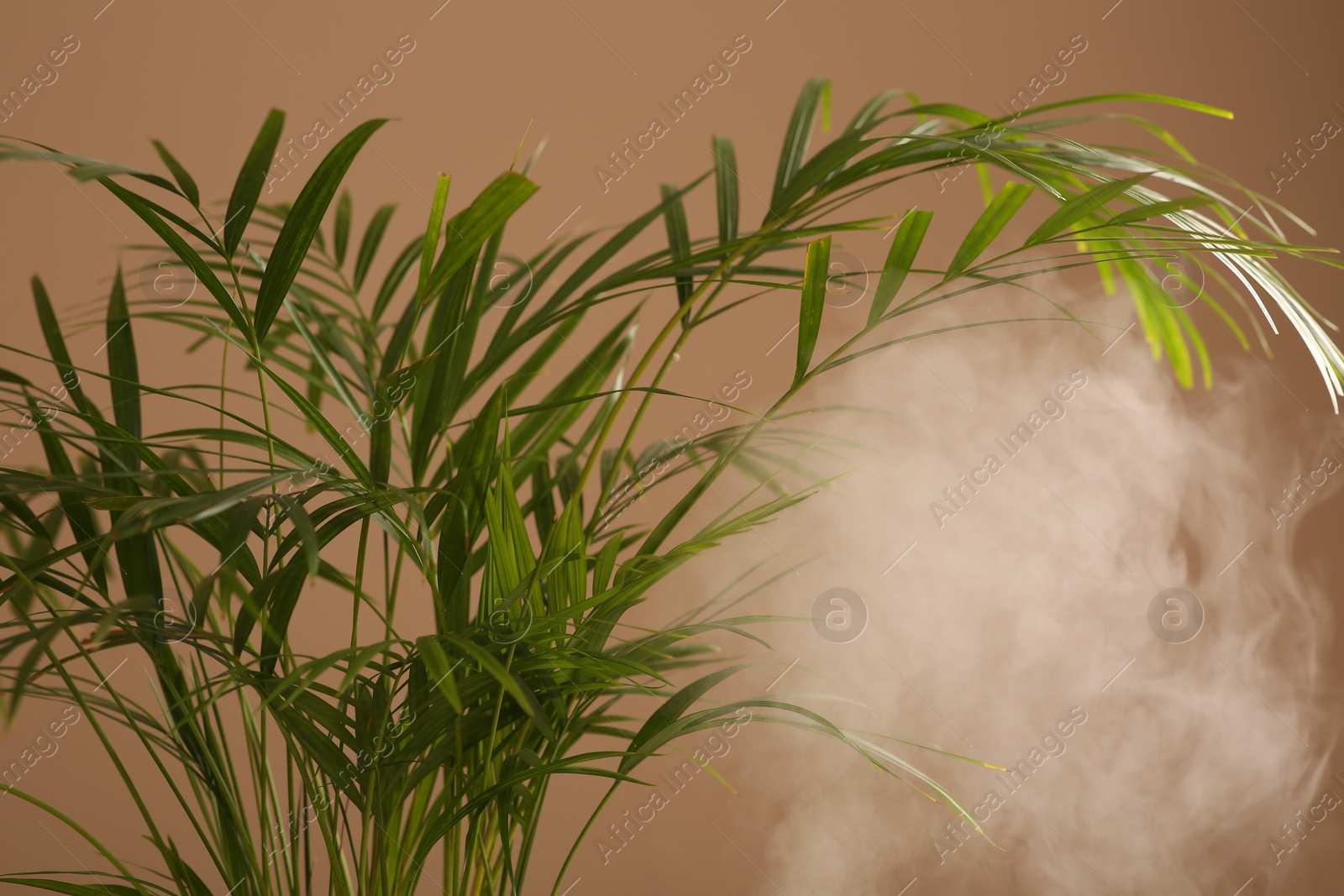 Photo of Beautiful green houseplant and steam on pale brown background, closeup. Air humidification