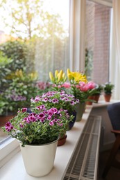 Photo of Many beautiful blooming potted plants on windowsill indoors, space for text