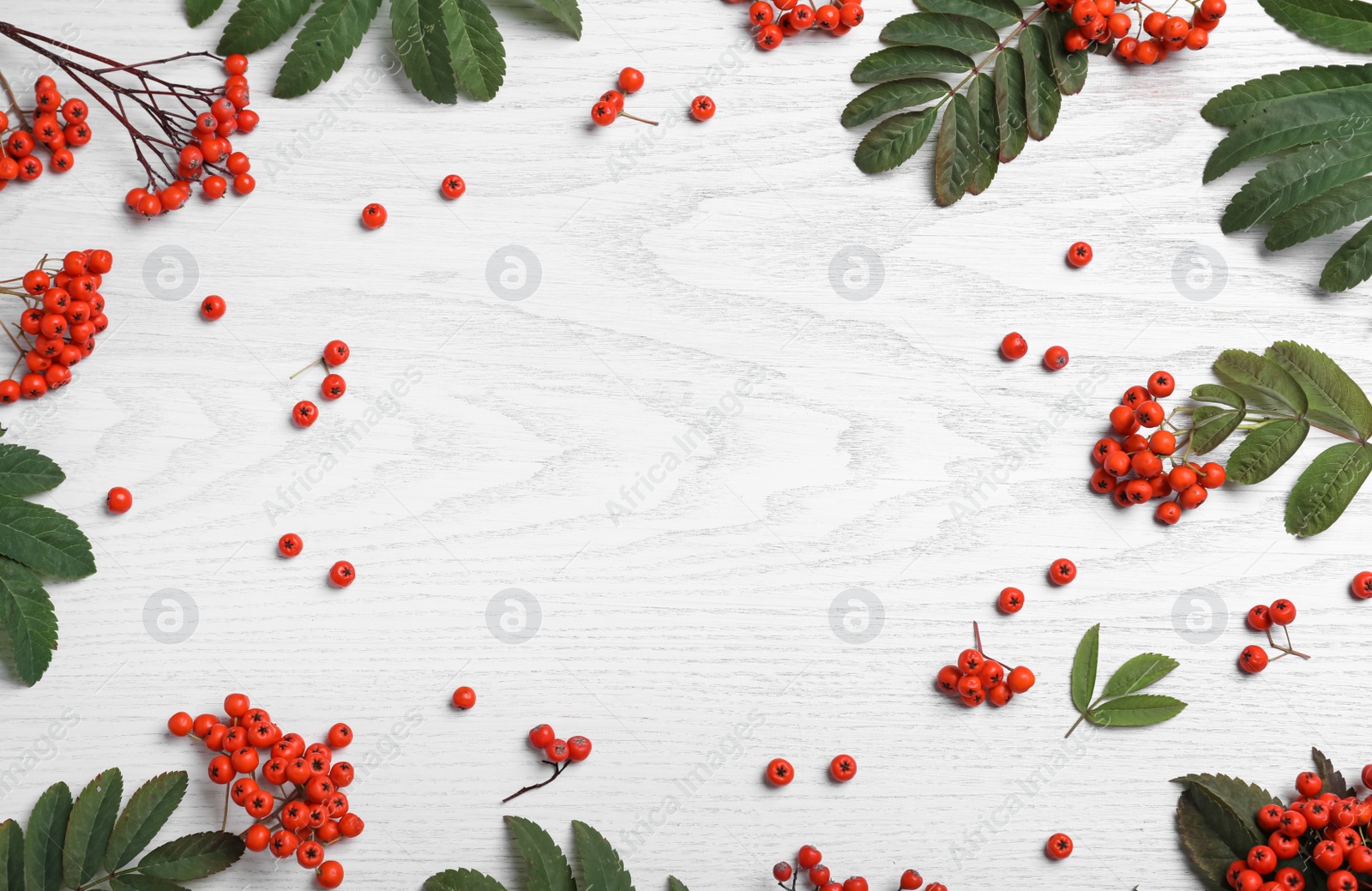 Photo of Frame of fresh ripe rowan berries and green leaves on white wooden table, flat lay. Space for text