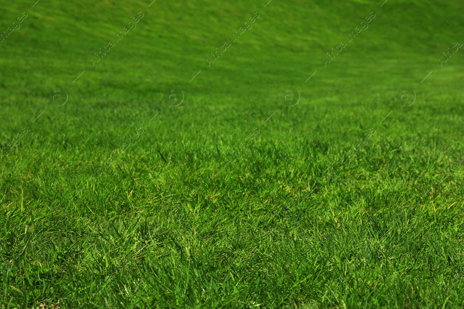 Photo of Fresh green grass as background, closeup view