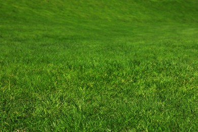 Fresh green grass as background, closeup view