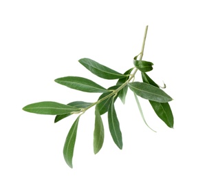 Twig with fresh green olive leaves on white background