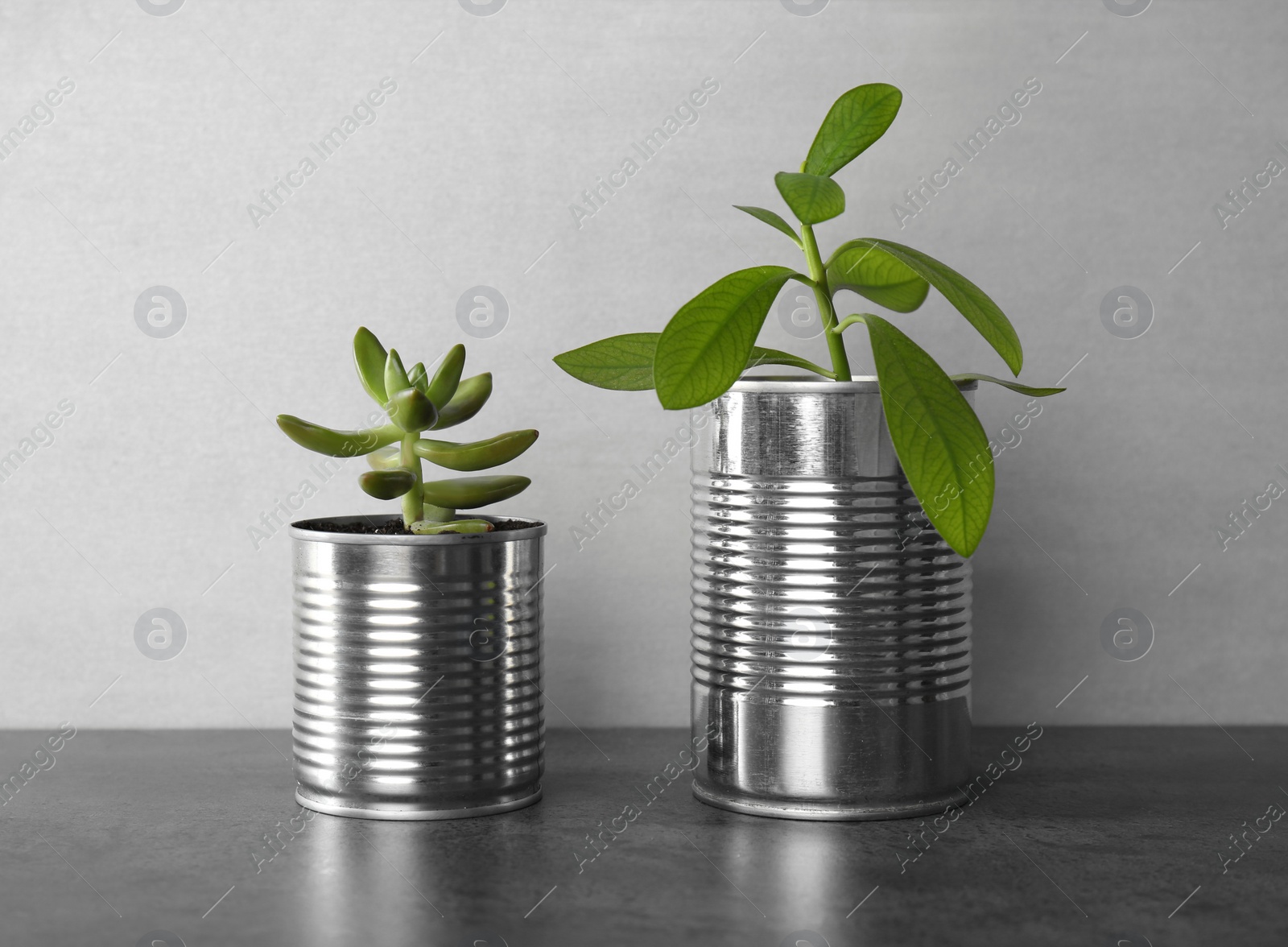 Photo of Beautiful houseplants in tin cans on grey stone table