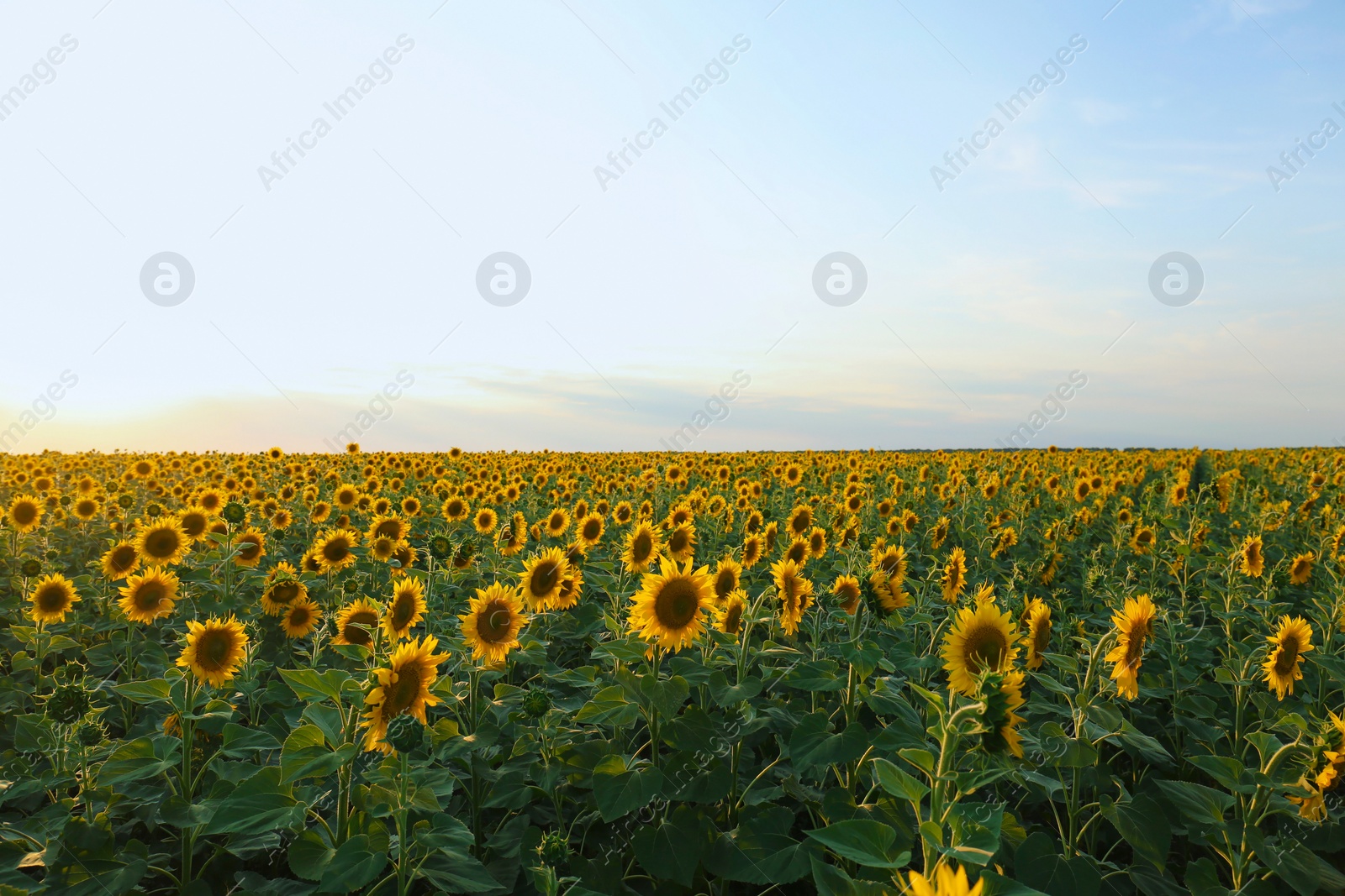 Photo of Beautiful view of field with blooming sunflowers under sky on summer day