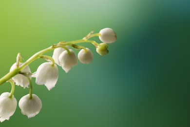 Beautiful lily of the valley flower on blurred green background, closeup. Space for text