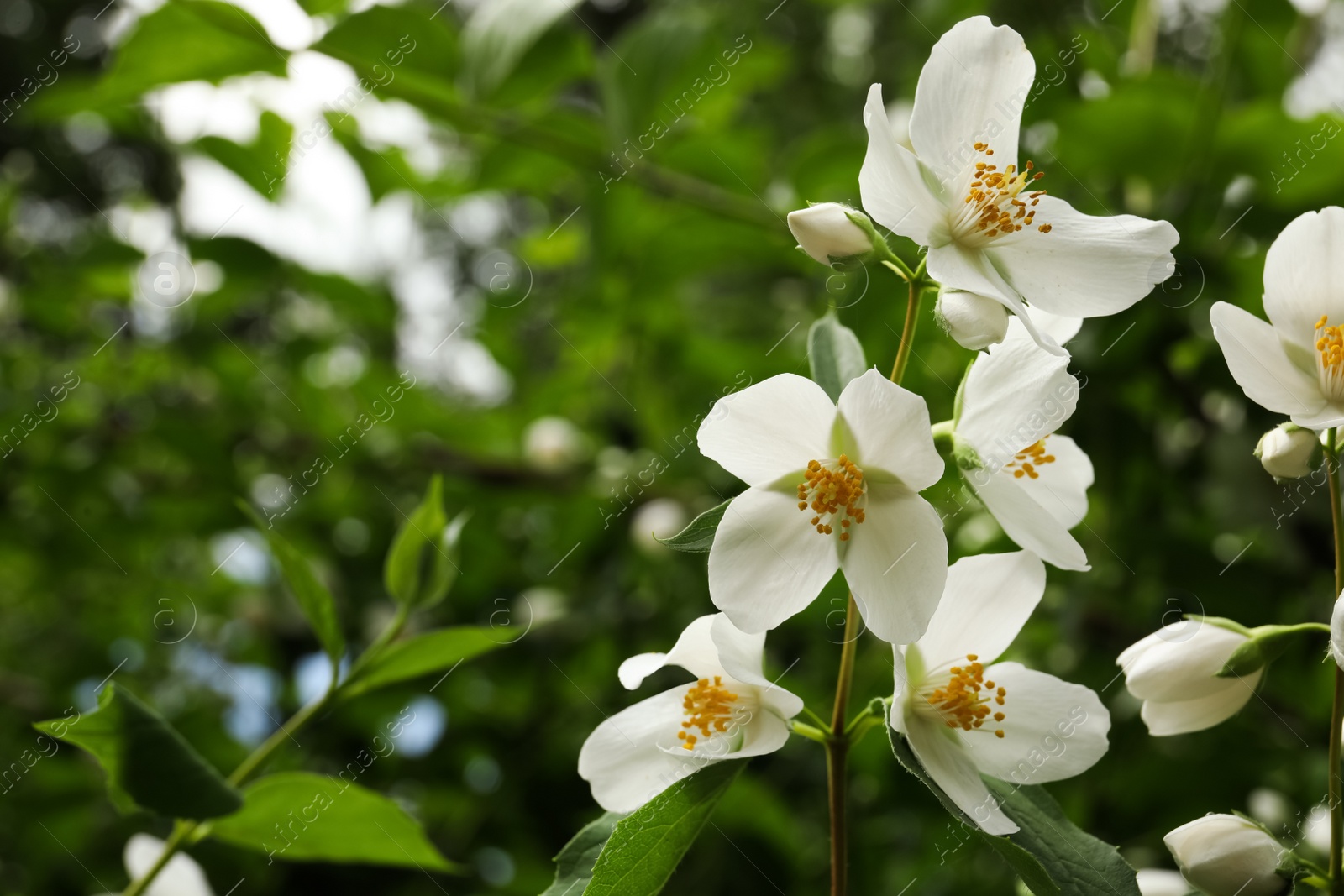 Photo of View of beautiful jasmine flowers outdoors. Space for text