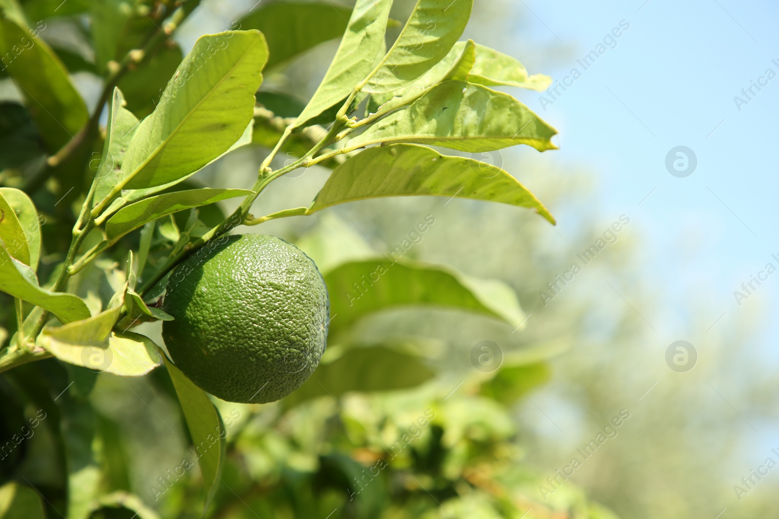 Photo of Unripe green tangerine growing on tree outdoors, closeup with space for text. Citrus fruit