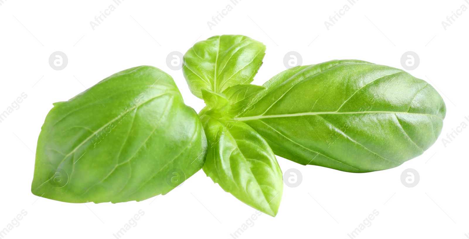 Photo of Fresh green basil leaves isolated on white