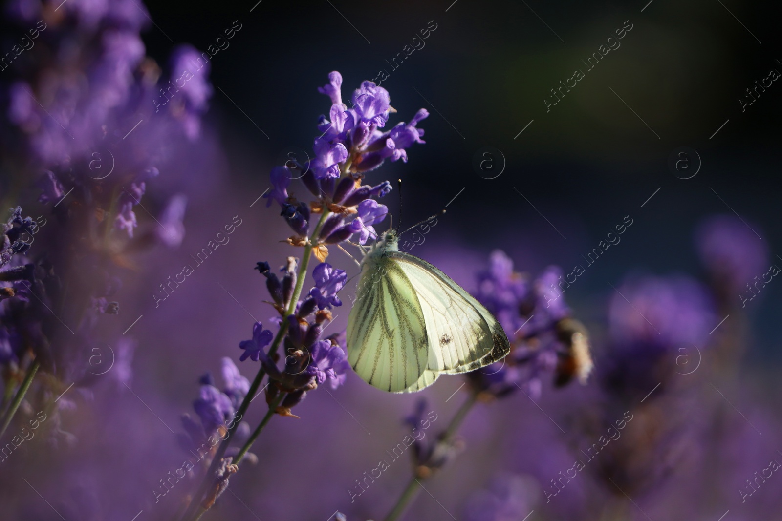 Photo of Beautiful butterfly in lavender field on sunny day, closeup