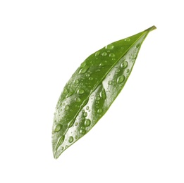 Photo of Fresh green coffee leaf with water drops isolated on white