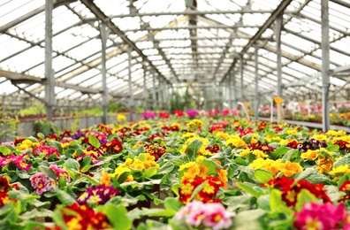 Photo of Spacious greenhouse with blooming flowers. Home gardening