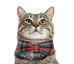 Image of Adorable tabby cat with bow tie on white background