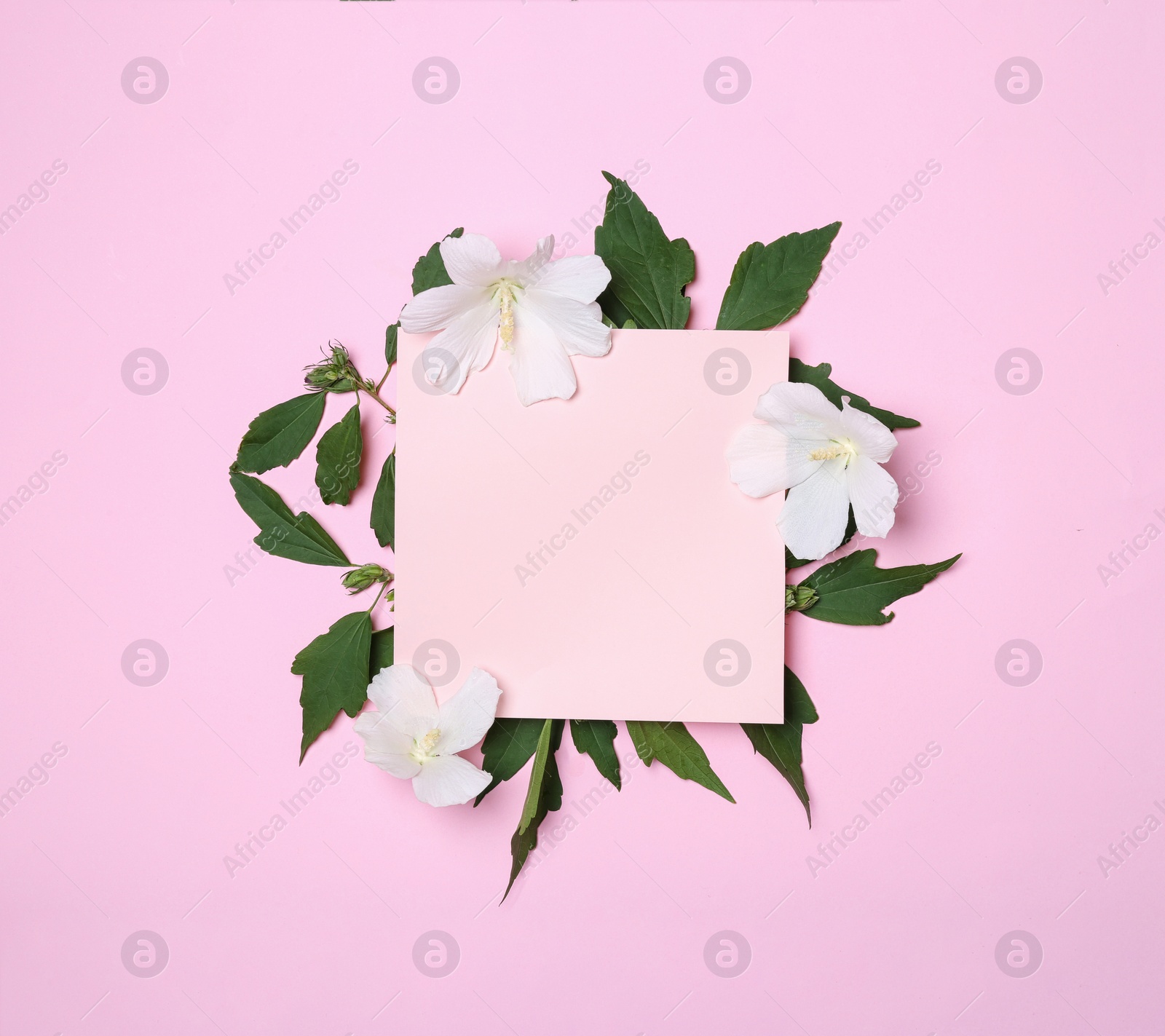 Photo of Flat lay composition with tropical Hibiscus flowers on pink background. Space for text