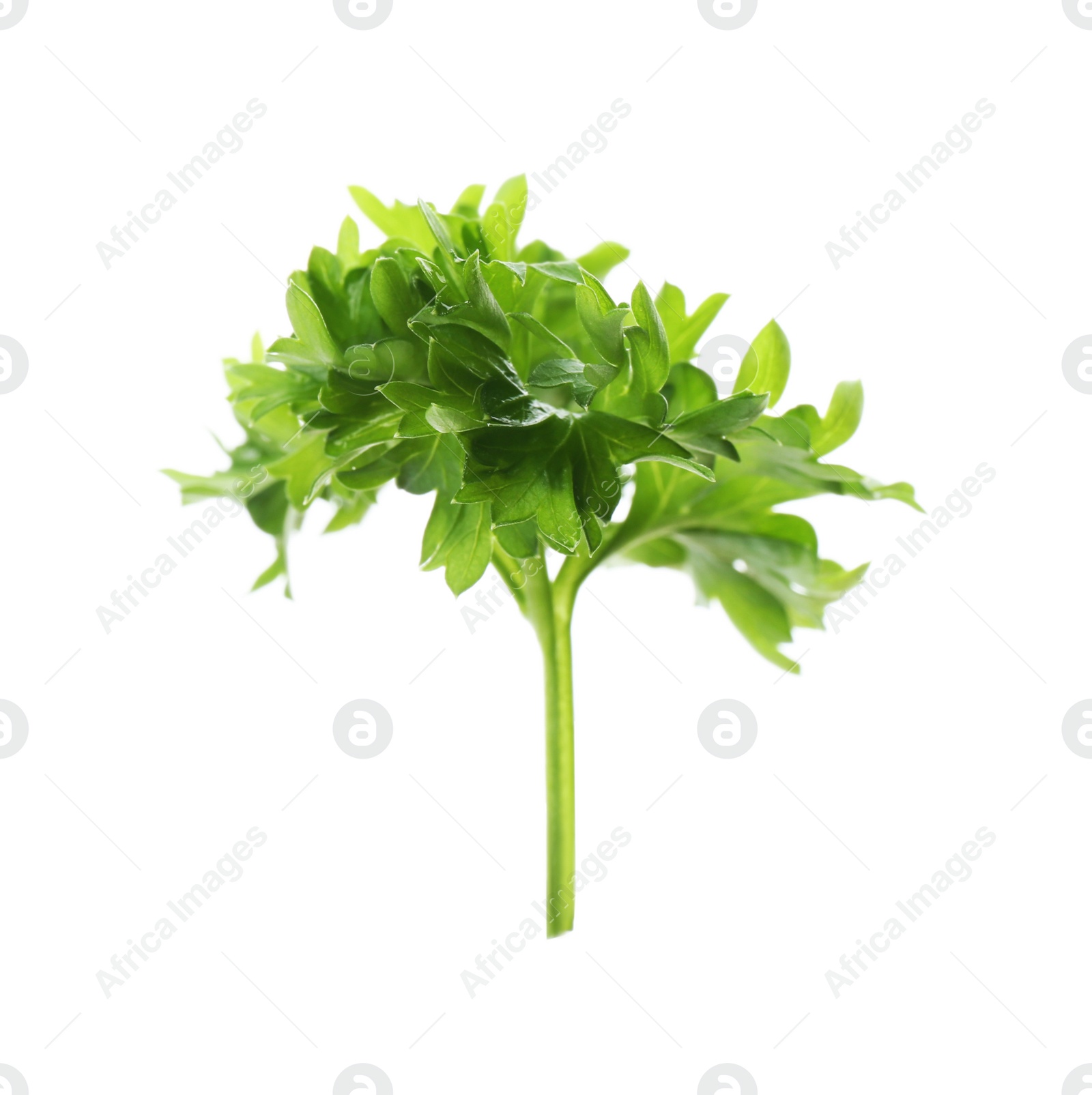 Photo of Fresh green curly parsley on white background