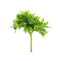 Fresh green curly parsley on white background