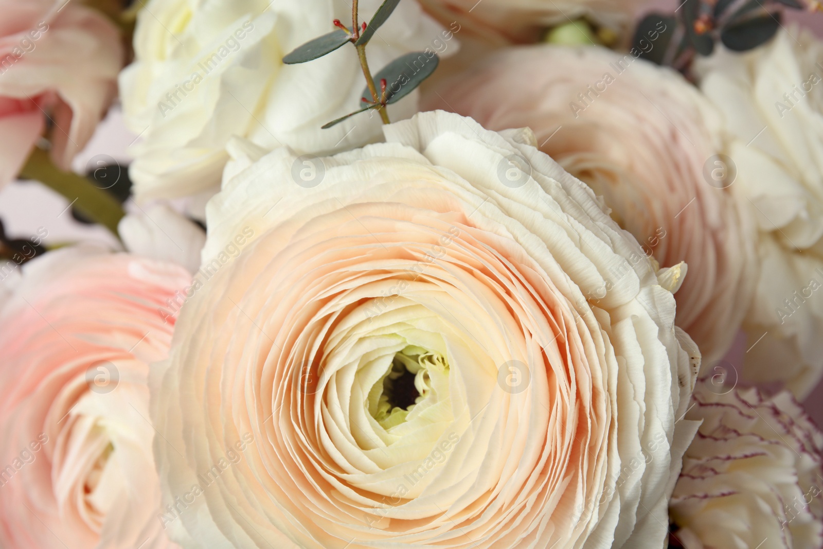 Photo of Beautiful delicate spring ranunculus flowers as background