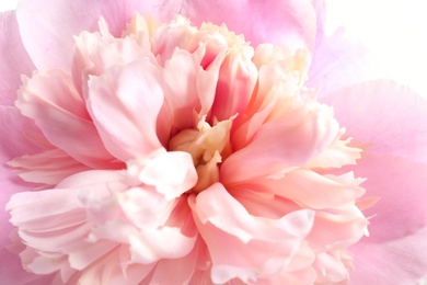 Photo of Beautiful fragrant peony flower, closeup