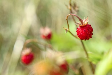 Photo of One small wild strawberry growing outdoors. Space for text