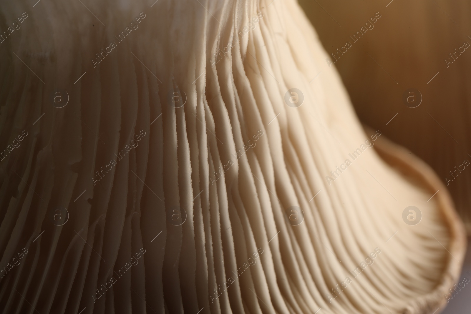 Photo of Fresh oyster mushroom on table, macro view