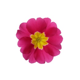 Photo of Beautiful pink primula (primrose) flower isolated on white. Spring blossom