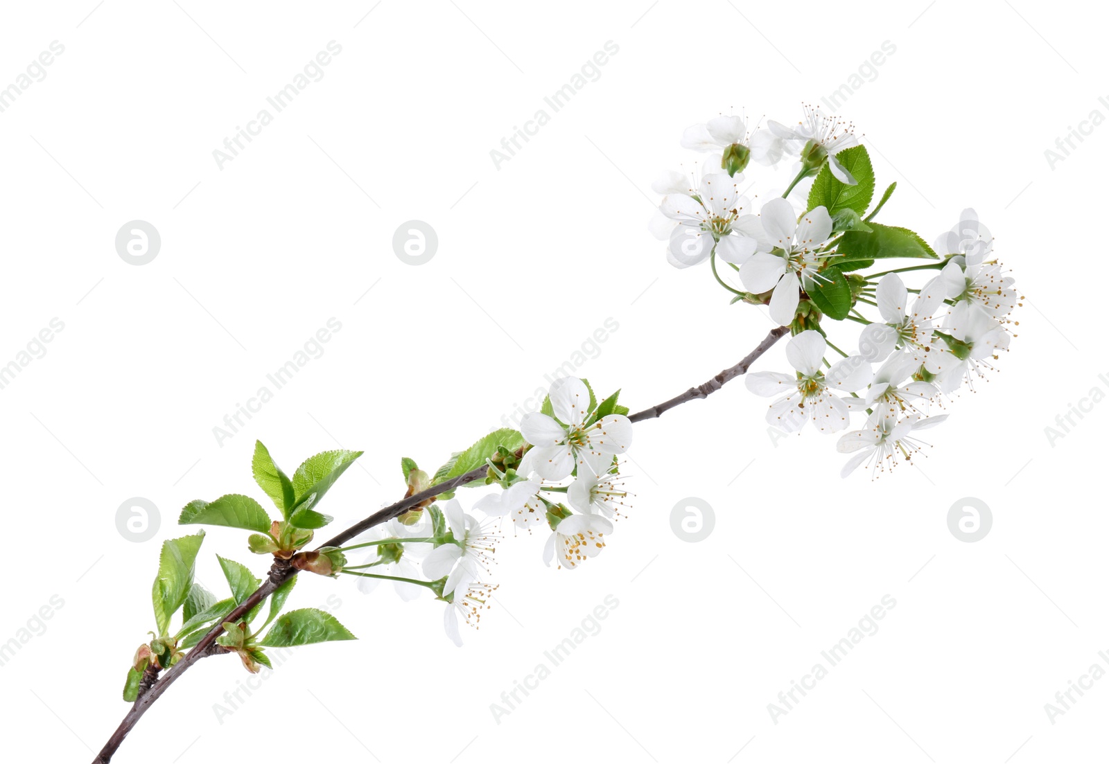 Photo of Spring branch with beautiful blossoms and leaves isolated on white